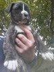 Small Photo #4 Boxer Puppy For Sale in KENNEWICK, WA, USA