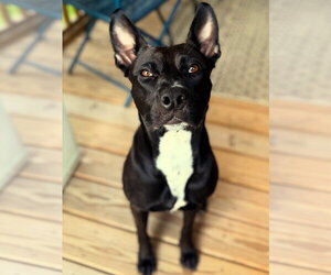 Darla - Female Labrador Retriever-Unknown Mix Dog for Adoption - Photo #10