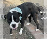 Small #1 Bull-Boxer