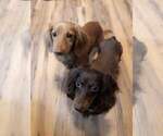 Small Photo #3 Dachshund Puppy For Sale in AIKEN, SC, USA