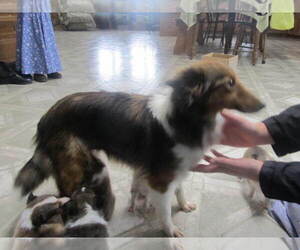 Mother of the Shetland Sheepdog puppies born on 05/18/2025