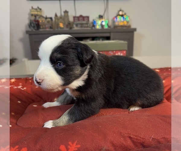 Medium Photo #71 Australian Shepherd Puppy For Sale in SALISBURY, NC, USA