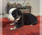 Small Photo #71 Australian Shepherd Puppy For Sale in SALISBURY, NC, USA