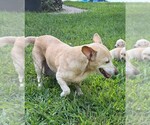 Small Photo #4 Chihuahua-Unknown Mix Puppy For Sale in New York, NY, USA