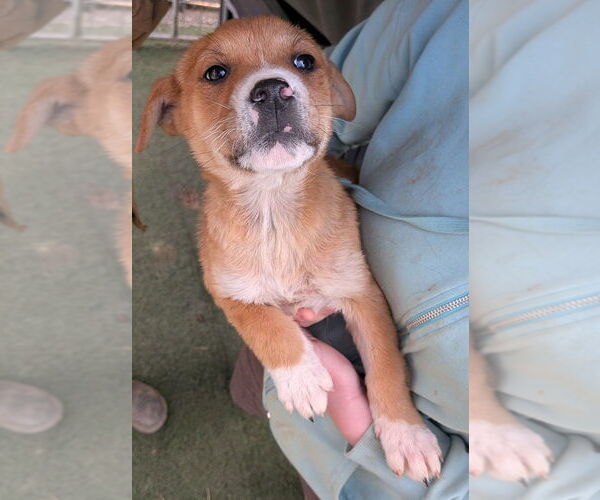 Medium Photo #1 Mutt Puppy For Sale in garner, NC, USA