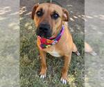 Small Redbone Coonhound Mix