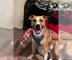 Oggie - Male Boxador Dog for Adoption - Small photo