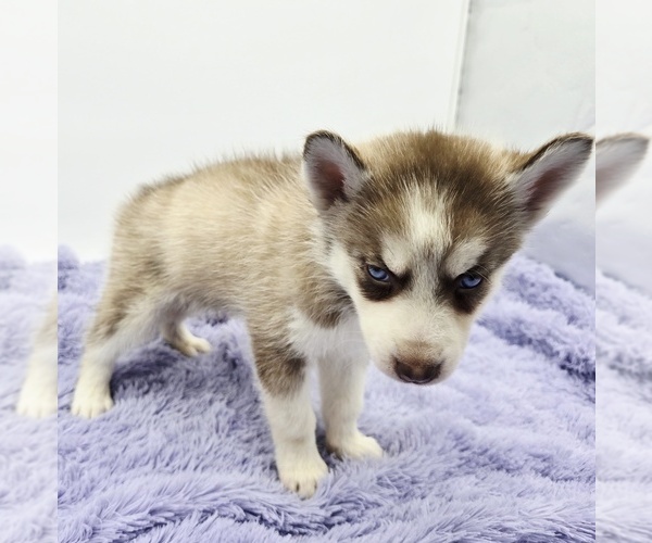 Medium Photo #2 Siberian Husky Puppy For Sale in SANDY HOOK, KY, USA