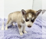 Small #1 Siberian Husky