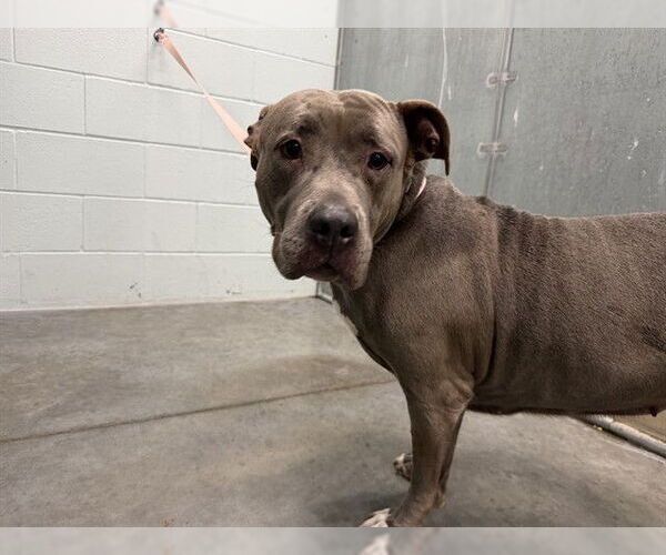 Medium Photo #1 Mutt Puppy For Sale in Tavares, FL, USA