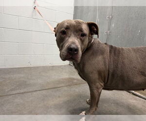 Mutt Dogs for adoption in Tavares, FL, USA