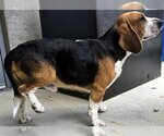 Small Photo #2 Bagle Hound Puppy For Sale in Deepwater, NJ, USA