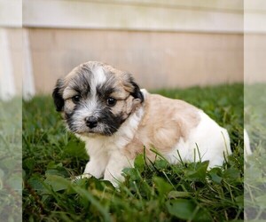 Zuchon Puppy for sale in ARTHUR, IL, USA