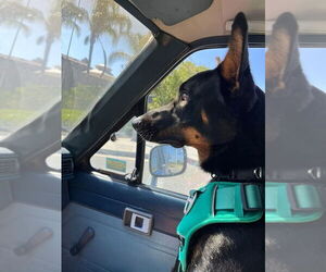 Doberman Pinscher Dogs for adoption in Dana Point, CA, USA