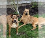 Small #5 American Pit Bull Terrier Mix