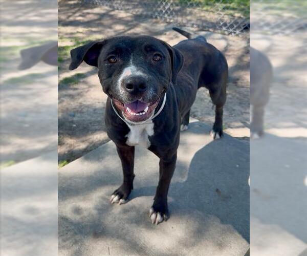 Medium Photo #2 Mutt Puppy For Sale in Conroe, TX, USA