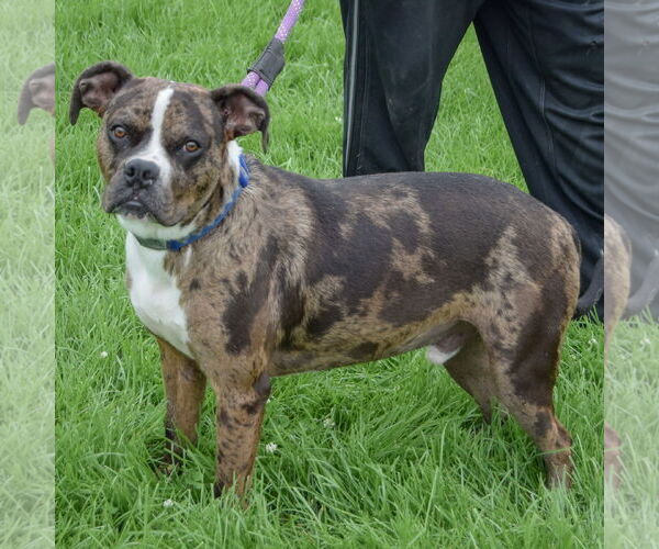 Medium Photo #2 Boxer-Catahoula Leopard Dog Mix Puppy For Sale in Huntley, IL, USA