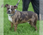 Small #1 Boxer-Catahoula Leopard Dog Mix