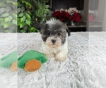 Small Photo #1 Havanese Puppy For Sale in GREENWOOD, IN, USA