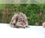 Small #2 ShihPoo