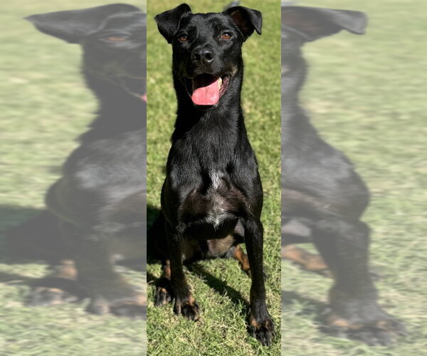Medium Photo #2 Mutt Puppy For Sale in Great Bend, KS, USA