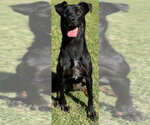 Small Photo #2 Mutt Puppy For Sale in Great Bend, KS, USA