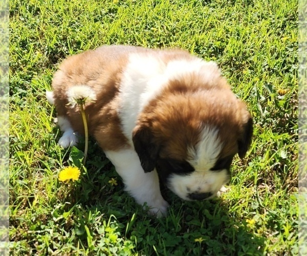 Medium Photo #36 Saint Bernard Puppy For Sale in TURLOCK, CA, USA