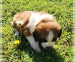 Small Photo #36 Saint Bernard Puppy For Sale in TURLOCK, CA, USA
