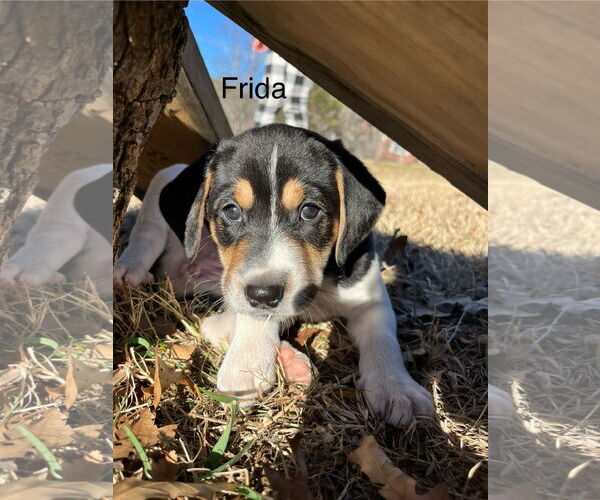Medium Photo #11 Treeing Walker Coonhound-Unknown Mix Puppy For Sale in Holly Springs, NC, USA