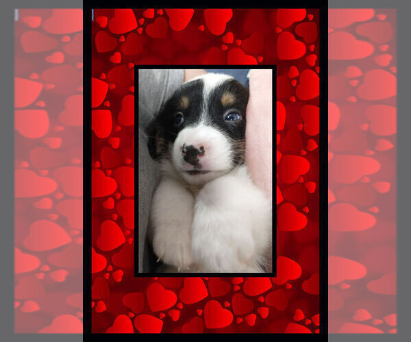 Medium Photo #17 Cowboy Corgi Puppy For Sale in GALLEGOS, NM, USA