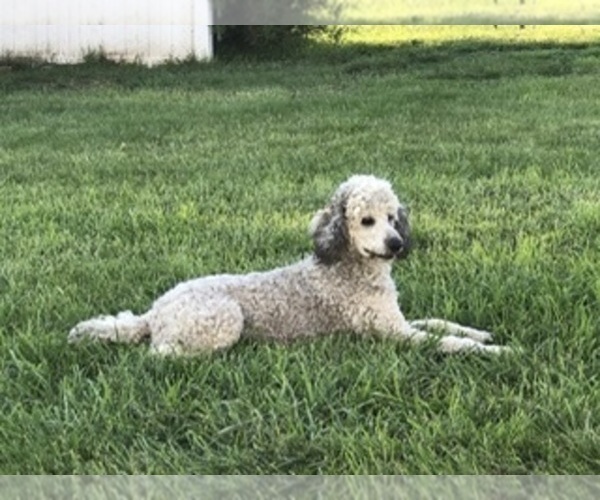 Medium Photo #1 Labradoodle Puppy For Sale in CRAIG, NE, USA