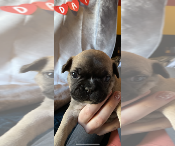 Medium Photo #3 Faux Frenchbo Bulldog Puppy For Sale in TIFFIN, IA, USA