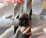 Small Photo #3 Faux Frenchbo Bulldog Puppy For Sale in TIFFIN, IA, USA