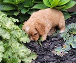 Small Photo #25 Cocker Spaniel Puppy For Sale in WITHEE, WI, USA