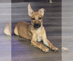 Mutt Dogs for adoption in PIPE CREEK, TX, USA