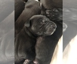 Small Photo #3 Great Dane Puppy For Sale in MINERAL WELLS, TX, USA