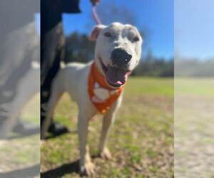 Medium Bull Terrier Mix