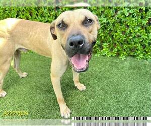 Black Mouth Cur Dogs for adoption in West Palm Beach, FL, USA