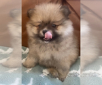 Small Photo #4 Pomeranian Puppy For Sale in HUNTINGTON BEACH, CA, USA