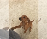 Small Photo #133 Rhodesian Ridgeback Puppy For Sale in MORONGO VALLEY, CA, USA