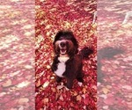 Small Photo #1 Bernedoodle (Miniature) Puppy For Sale in ELKHART, IA, USA