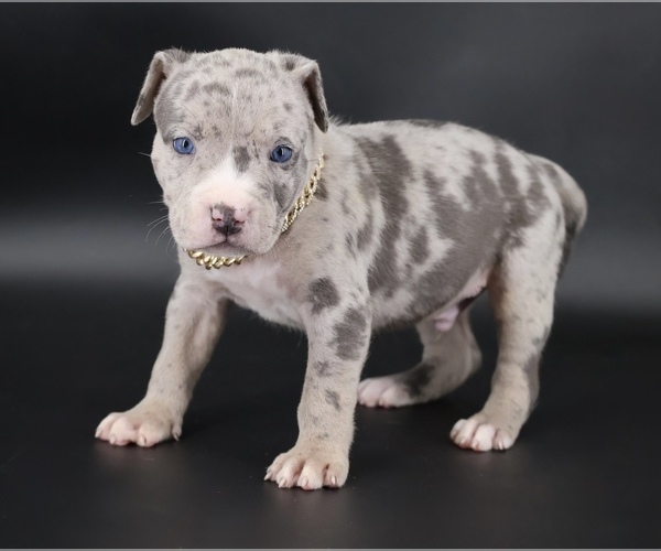 Medium Photo #1 American Bully Puppy For Sale in CHAMPAIGN, IL, USA
