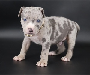 American Bully Puppy for sale in CHAMPAIGN, IL, USA
