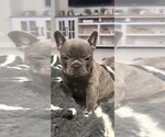 Puppy Careu French Bulldog