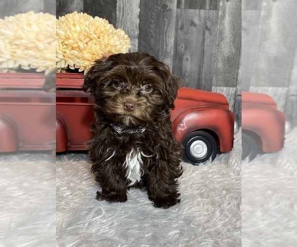 Medium Photo #5 Havanese Puppy For Sale in CANOGA, NY, USA