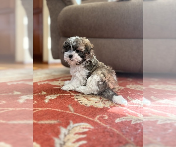 Medium Photo #1 Mal-Shi Puppy For Sale in FORT COLLINS, CO, USA