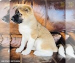 Small Photo #3 Akita Puppy For Sale in PITTSBURGH, PA, USA