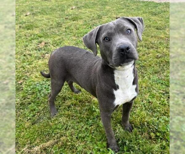 Medium Photo #2 American Pit Bull Terrier-Unknown Mix Puppy For Sale in Conroe, TX, USA