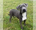 Small #1 American Pit Bull Terrier Mix