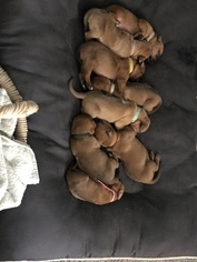 Rhodesian Ridgeback Puppy for sale in PLAINFIELD, CT, USA